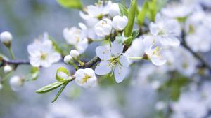 Beautiful White Spring Flower spring wallpaper