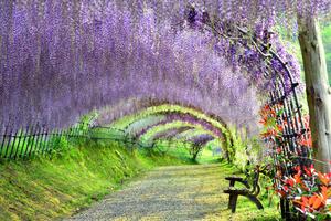 Beautiful Wisteria Tunnel Picture beautiful wallpaper