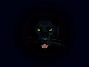 Beauty in Black black wallpaper