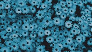 Beauty in Blue Aesthetic blue aesthetic wallpaper