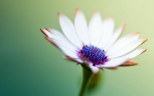Beauty in Rare Blooms - A Close up of a Fragrant Rare Flower flower wallpaper