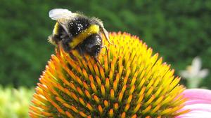Bee On A Flower Picture flower wallpaper