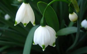 Bell Nature Flower nature flower wallpaper