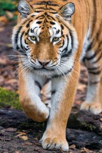 Bengal Tiger 8K Phone 8k phone wallpaper