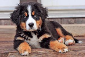 Bernese Mountain Puppy Picture puppy wallpaper