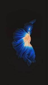 Betta Fighting Fish Iphone Live iphone live wallpaper