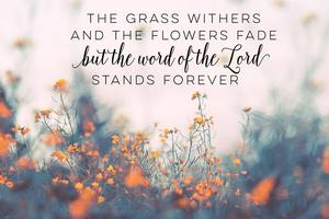 Bible Verse Isaiah Flowers bible wallpaper
