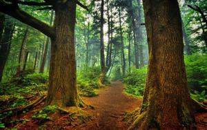 Big Forest Trees forest wallpaper