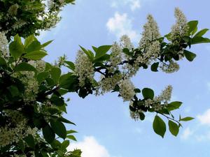 Big Leaf White Cherry Blossom cherry blossom wallpaper