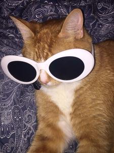 Big Sunglasses Cute Cat PFP cute cat pfp wallpaper