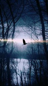 Bird Flying iPhone Dark iphone dark wallpaper