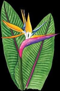 Birdof Paradise Flower Illustration Wallpaper