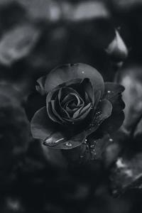 Black Aesthetic Bloomed Rose Background black aesthetic wallpaper