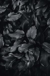 Black Aesthetic Bush Leaves Background black aesthetic wallpaper