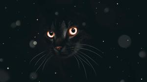 Black Aesthetic Cute Cat PFP cute cat pfp wallpaper