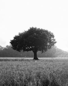 Black Aesthetic Tree Art black aesthetic wallpaper