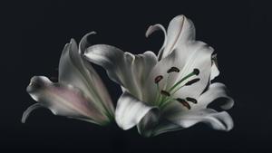 Black and White Beauty black aesthetic wallpaper