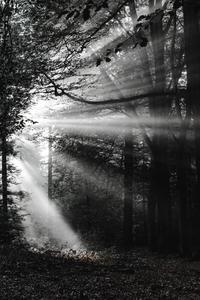 Black And White Forest forest wallpaper