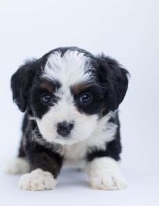 Black And White Puppy Picture puppy wallpaper