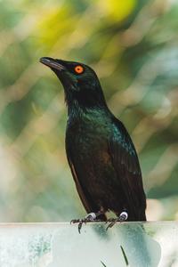 Black Animal Bird black wallpaper