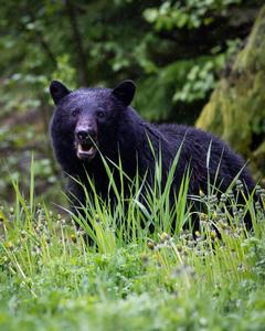 Black Animal In Meadows black wallpaper