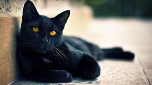 Black Animal Lying Cat black wallpaper