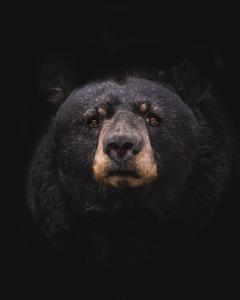 Black Bear Cell Phone Image black wallpaper
