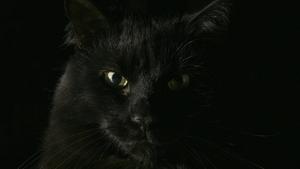Black Cat Animal Close-up black wallpaper