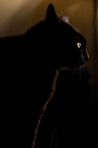 Black Cat On Dark Anime dark anime wallpaper