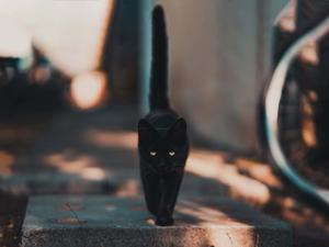 Black Cute Cat PFP cute cat pfp wallpaper