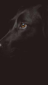 Black Dog iPhone Dark iphone dark wallpaper
