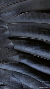 Black Feather Ios 16 ios 16 wallpaper