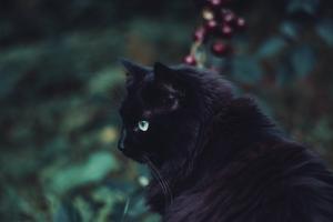 Black Furry Cat Animal black wallpaper