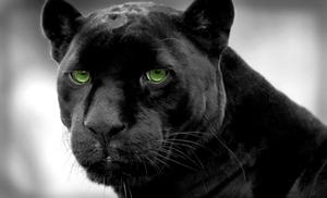 Black Panther pictures black panther wallpaper