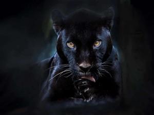 Black Panther pictures black panther wallpaper