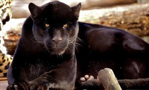 Black Panther pictures black panther wallpaper