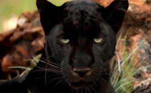Black Panther pictures black panther wallpaper