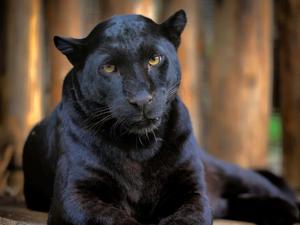 Black Panther pictures black panther wallpaper