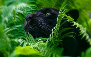 Black Panther pictures black panther wallpaper