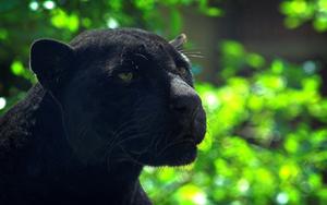 Black Panther pictures black panther wallpaper