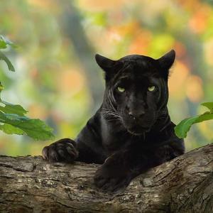 Black Panther pictures black panther wallpaper