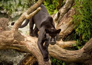 Black Panther pictures black panther wallpaper