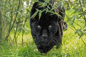 Black Panther pictures Wallpaper