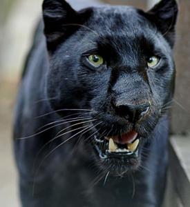 Black Panther pictures black panther wallpaper