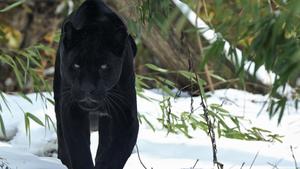 Black Panther pictures black panther wallpaper