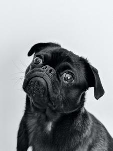 Black Pug Puppy Picture puppy wallpaper