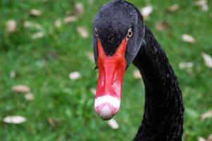 Black Swan Animal black wallpaper