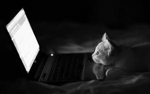 Black White Laptop Cat laptop wallpaper