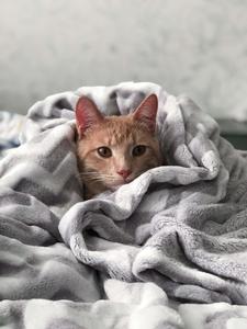 Blankets Cute Cat PFP cute cat pfp wallpaper