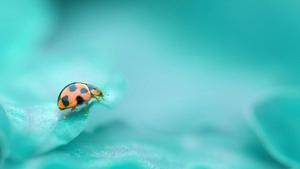 Blessings By God Ladybug god wallpaper
